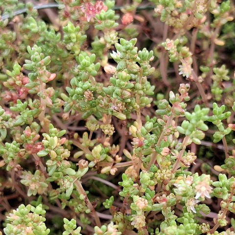 Crassula thunbergiana (Thunberg's Stonecrop)  Crassulaceae