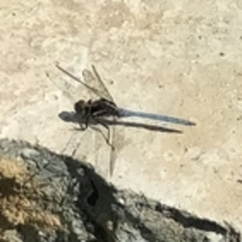 Orthetrum,
Dragonflies,
Naaldekokers