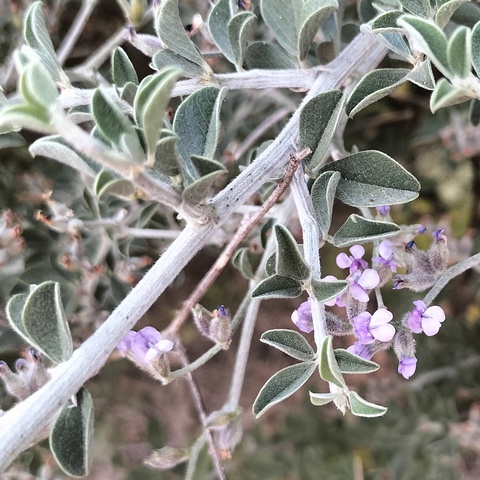 Psoralea hirta
(Hairy Dottypea)
Fabaceae