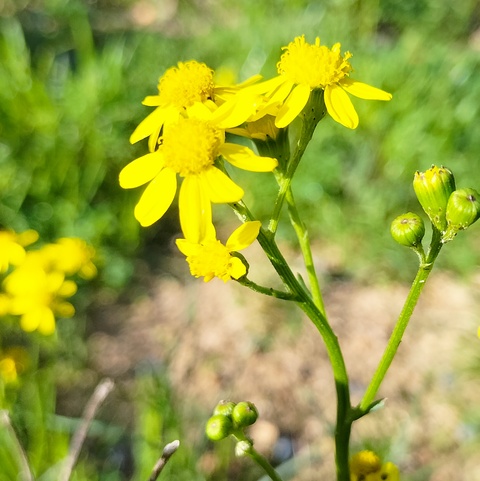 Senecio burchellii
(Geelgifbossie)
Asteraceae