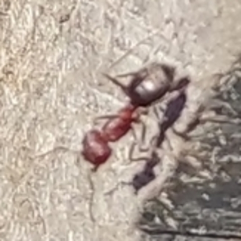 Anoplolepis steingroeveri,
Small Pugnacious Ant,
Kleinbalbyter