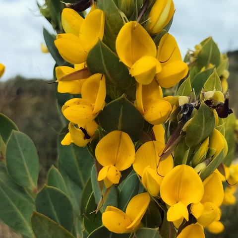 Rafnia triflora
(Widowpea)
Fabaceae