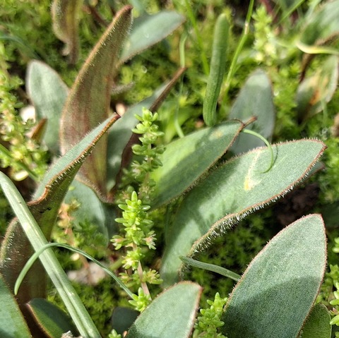 Eriospermum (Woolseeds) Ruscaceae