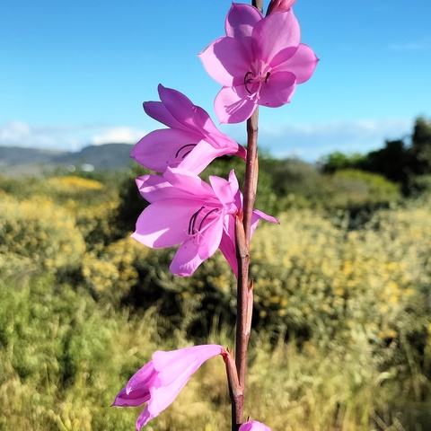 Watsonia borbonica
(Suurkanol)
Iridaceae