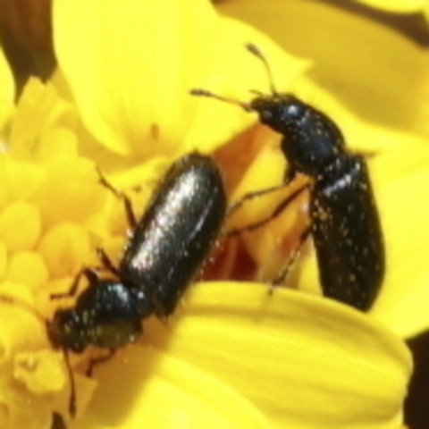 Dasytinae,
Flower Beetle,
Blomtorre
