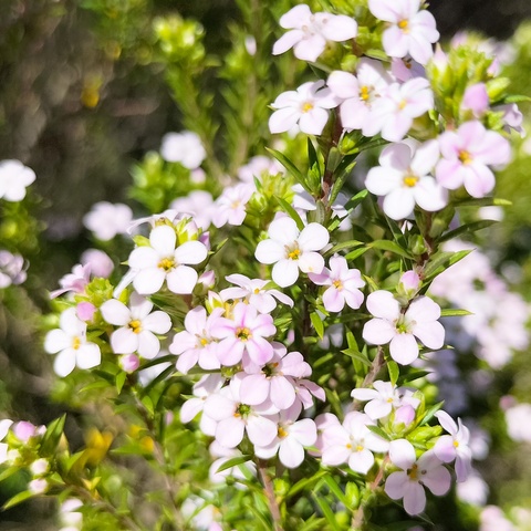 Coleonema album
(Confetti Bush)
Rutaceae