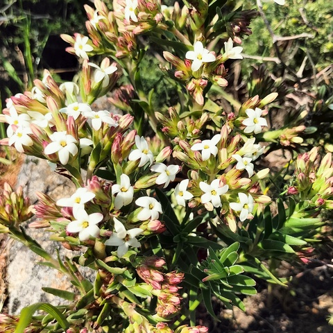 Crassula fascicularis
(Ruiksissie)
Crassulaceae