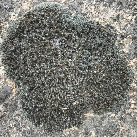 Grimmia laevigata
(Dry Rock Moss)
Grimmiaceae