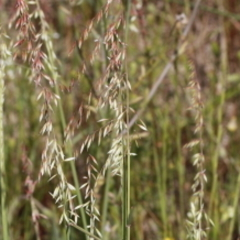 Ehrharta calycina&nbsp;
(Perrenial Veldtgrass)
Poaceae