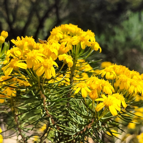 Euryops linifolius
(Harpuisbos)
Asteraceae