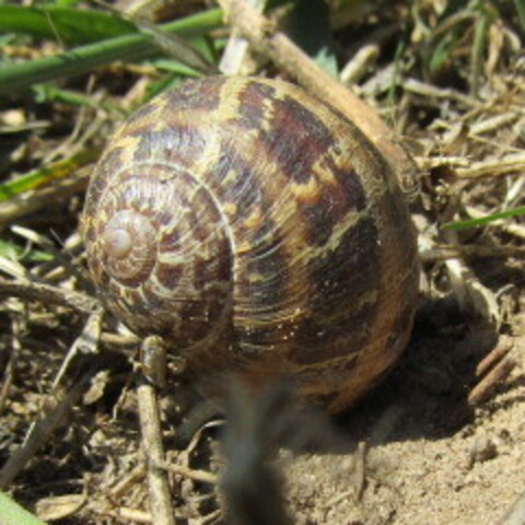 Cornu aspersum,
Garden Snail,
Tuinslak