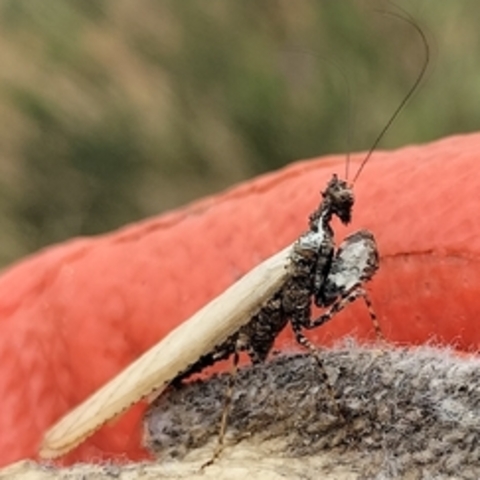 Oxypilus capensis,
Cape Boxing Mantis