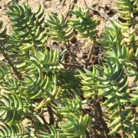Crassula tetragona&nbsp;ssp.&nbsp;robusta
(Kerkei)
Crassulaceae