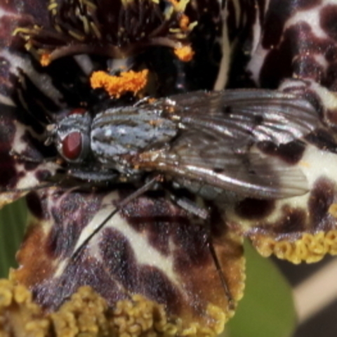 Muscoidea,
Muscoid Flies