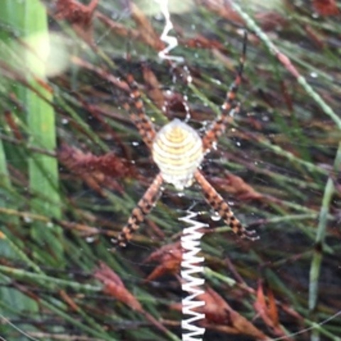 Argiope trifasciata,
Banded Garden Spider,
Gestreepte Tuinspinnekop