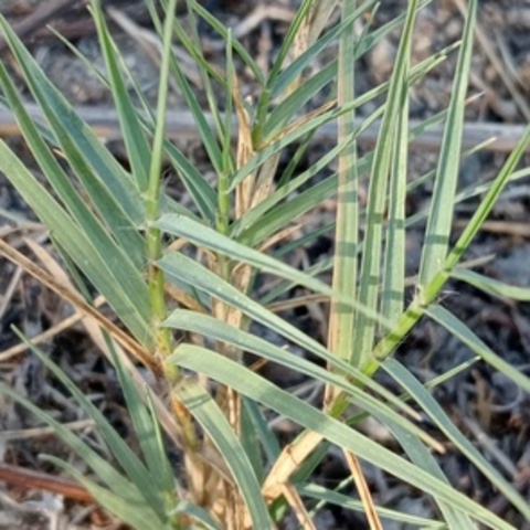 Cynodon dactylon
(Bermuda Grass)
Poaceae