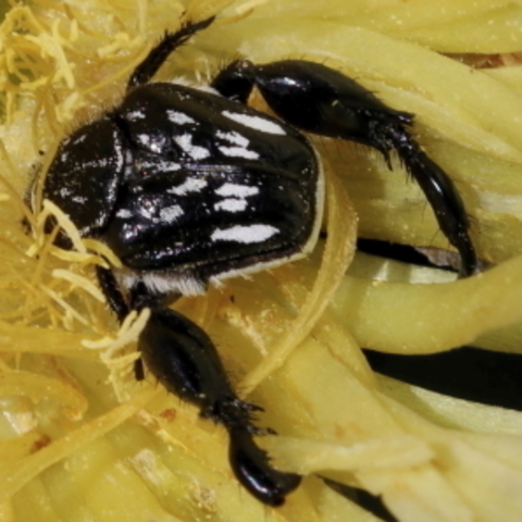Pachycnema,
Monkey Beetles,
Bobbejaankewers