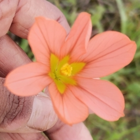 Moraea collina
(Cape Tulp)
Iridaceae