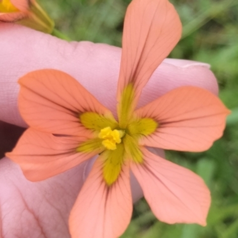 Moraea minor
(Small Tulp)
Iridaceae