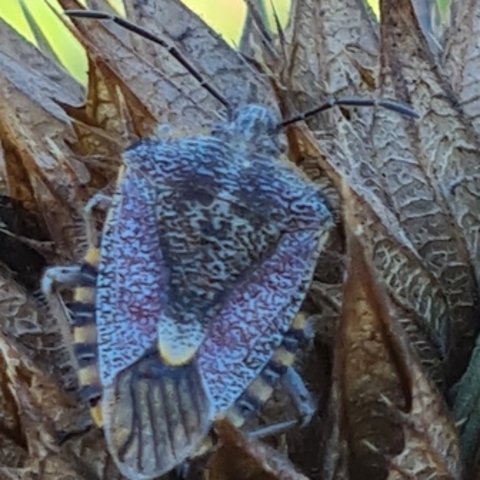 Agonoscelis,
Stink Bugs,
Stinkbesies