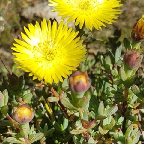 Lampranthus glaucus
(Hairless Brightfig)
Aizoaceae (NT)