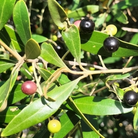 Olea europaea&nbsp;ssp.&nbsp;africana
(African Wild Olive)
Oleaceae
