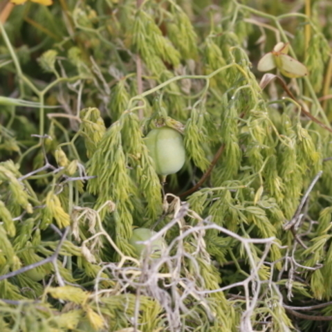 Asparagus declinatus
(Weeping Asparagus)
Asparagaceae