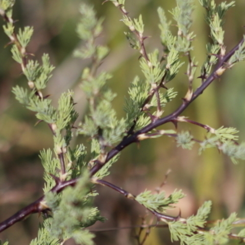 Asparagus rubicundus
(Redstem Asparagus)
Asparagaceae