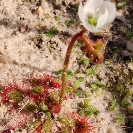 Drosera trinervia
(Small Sundew)
Droseraceae