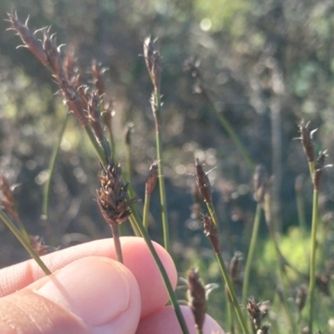 Restio capensis
(Cape Pegreed)
Restionaceae