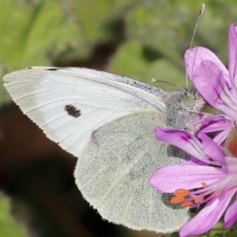 Pieris brassicae,
Large White Butterfly,
Koolwitjie Skoenlapper