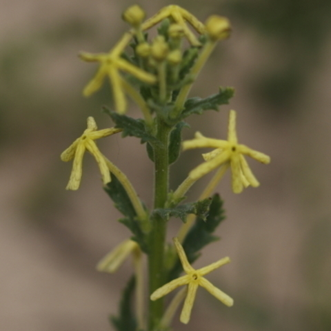 Lyperia lychnidea
(Tearbush)
Scrophulariaceae