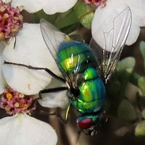 Neomyia,
Greenbottle Flies