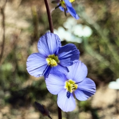 Heliophila coronopifolia 
(Blousporrie)
Brassicaceae