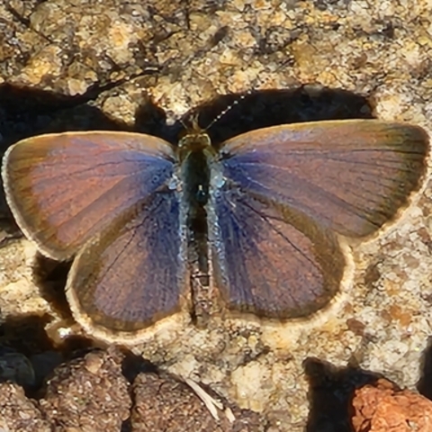 Zizeeria knysna&nbsp;ssp.&nbsp;knysna
African Grass Blue Butterfly,
Duwweltjiebloutjie,
Skoenlapper