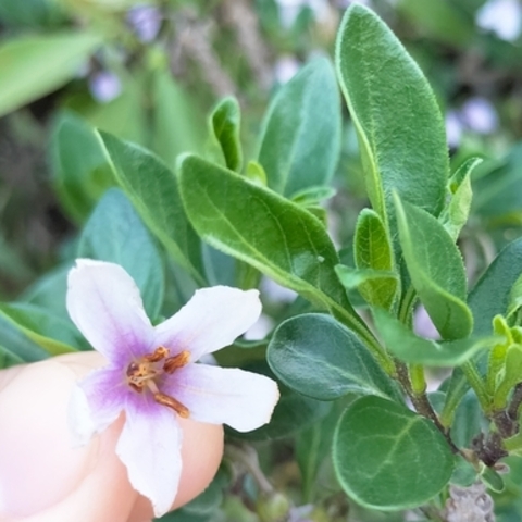 Solanum guineense
(Sunberry)
Solanaceae