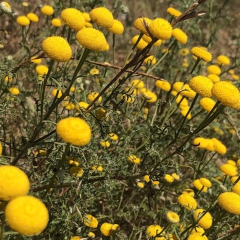 Oncosiphon suffruticosum
(Wurmbossie)
Asteraceae