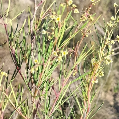 Searsia rosmarinifolia
(Roosmaryntaaibos)
Anacardiaceae
