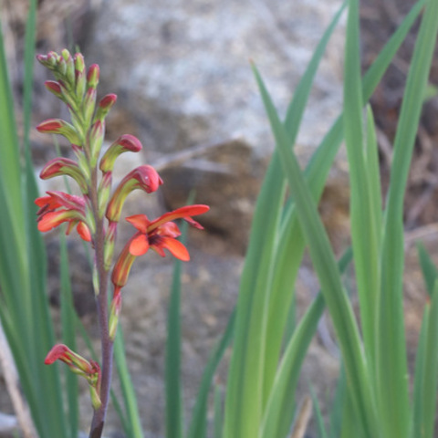 Chasmanthe aethiopica
(Cobra Lily)
Iridaceae