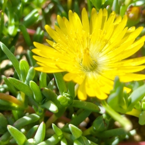 Lampranthus explanatus
(Sandveld Brightfig)
Aizoaceae (NT)