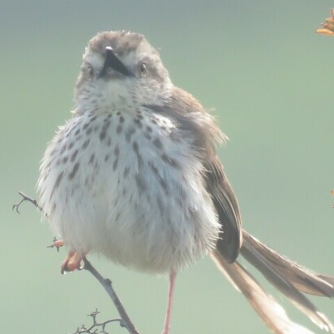 Prinia maculosa ssp. maculosa
(Shrub Karoo Prinia/
Struikkarooprinia)