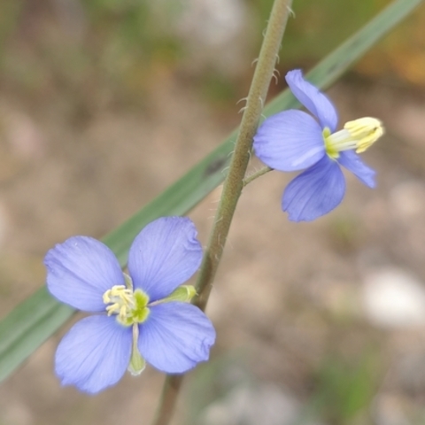 Heliophila africana 
(African Sunflax)
Brassicaceae