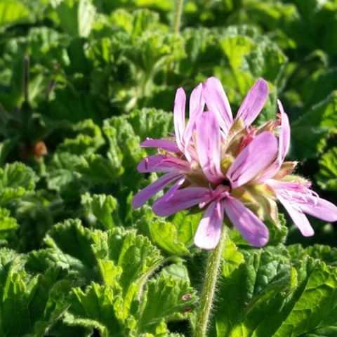 Pelargonium capitatum
(Kusmalva)
Geraniaceae