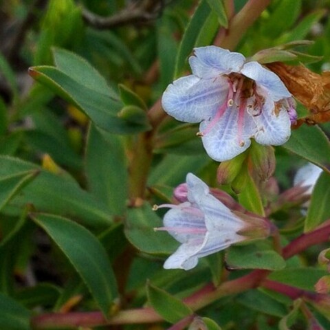 Lobostemon glaucophyllus
(Pajama Bush)
Boraginaceae