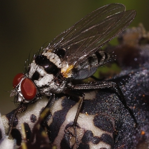 Anthomyia illocata,
Root Maggot Fly,
Sebravlieg