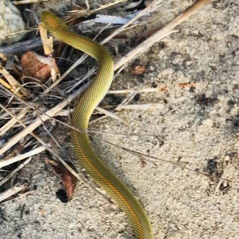Lamprophis aurora
(Aurora House Snake/
Aurora-huisslang)