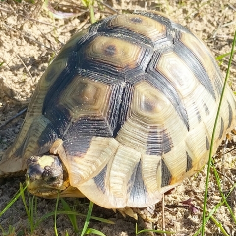 Chersina angulata
(Angulate Tortoise/
Rooipensskilpad)