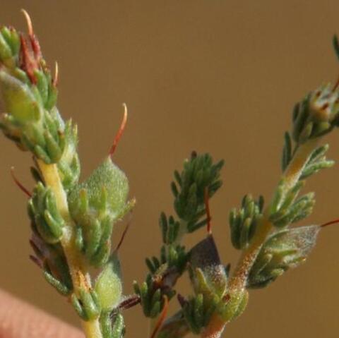 Aspalathus hispida&nbsp;ssp.&nbsp;hispida
(Bristle Capegorse)
Fabaceae