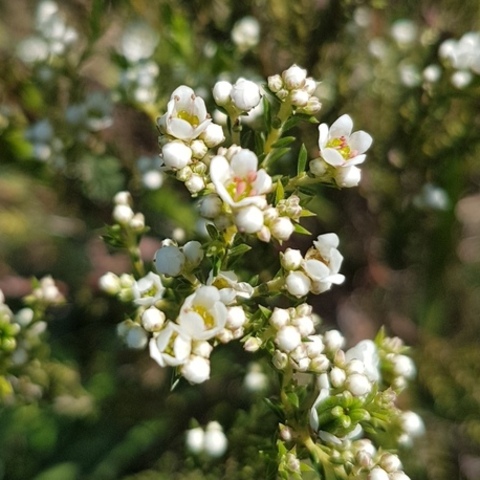 Diosma hirsuta
(Bitterboegoe)
Rutaceae