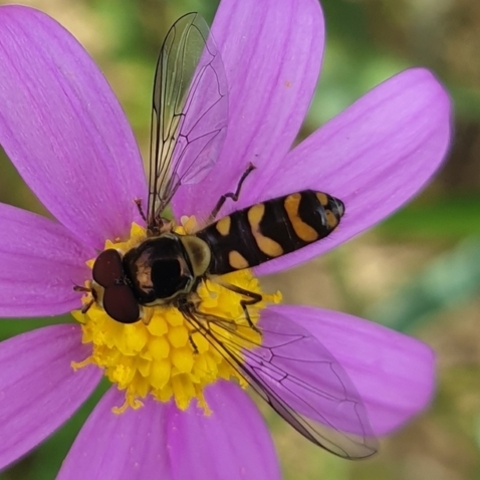 Allograpta,
Stripetail Hoverfly